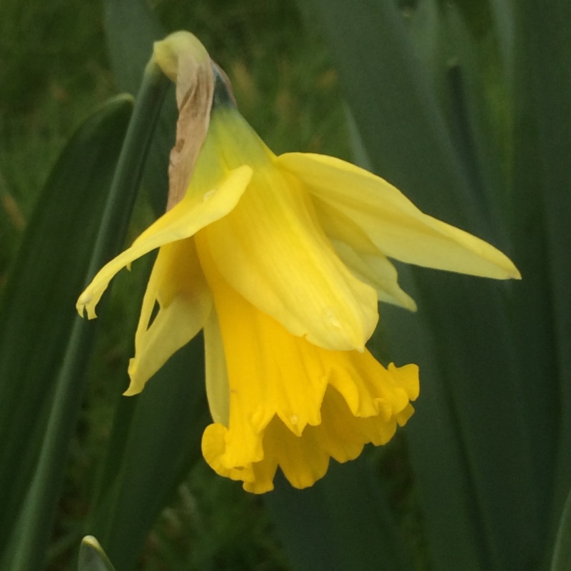 Narcissus Emperor in the GardenTags plant encyclopedia Daffodil Emperor (Trumpet) in the GardenTags plant encyclopedia