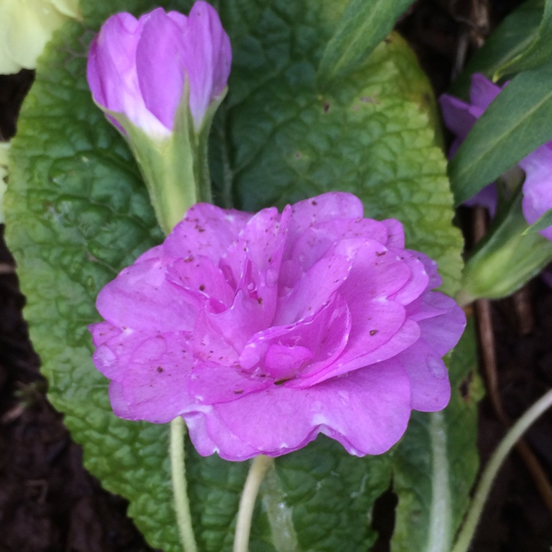 Quakers-bonnet in the GardenTags plant encyclopedia