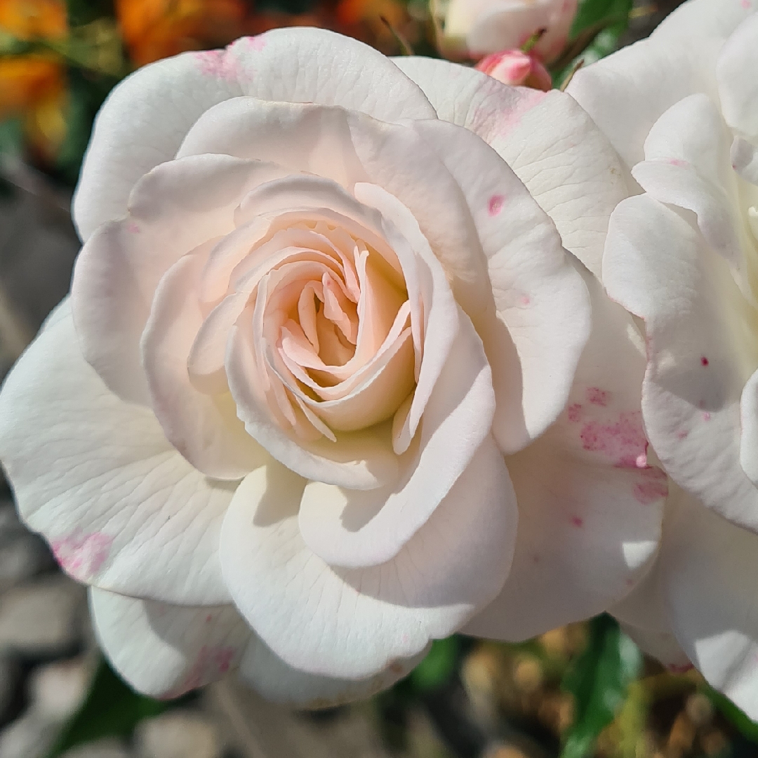 Rosa Lavpert syn. Rosa Snow Princess in the GardenTags plant encyclopedia Rose Snow Princess (Floribunda) in the GardenTags plant encyclopedia