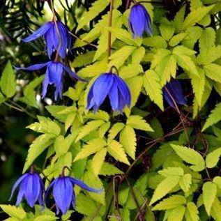 Clematis alpina Stolvijk Gold in the GardenTags plant encyclopedia Clematis Stolvijk Gold in the GardenTags plant encyclopedia