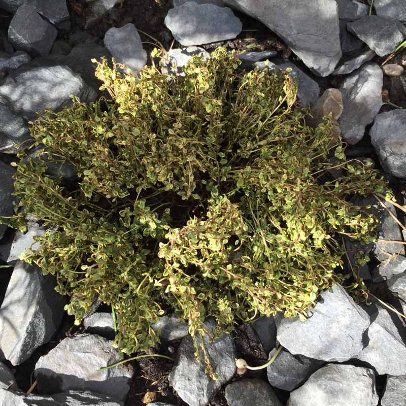 Thymus Citriodoro Aureo in the GardenTags plant encyclopedia Thyme Aureo in the GardenTags plant encyclopedia