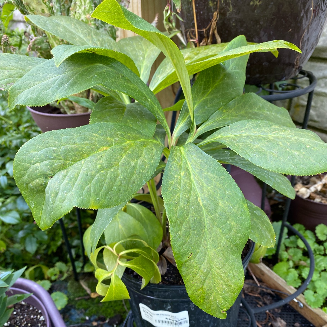Helleborus ‘French Kiss (Honeymoon Series) in the GardenTags plant encyclopedia Hellebore French Kiss in the GardenTags plant encyclopedia
