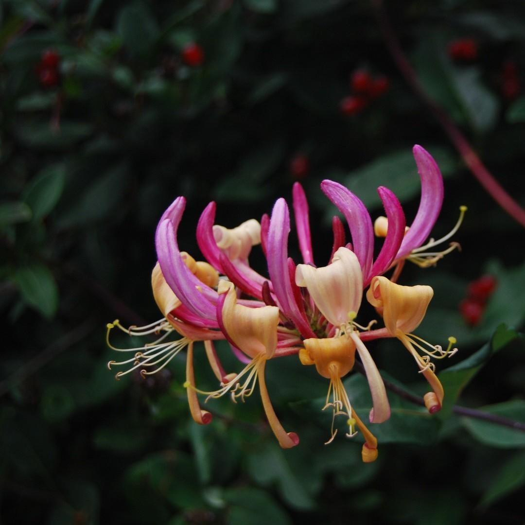 Lonicera periclymenum Belgica Select in the GardenTags plant encyclopedia Honeysuckle Belgica Select in the GardenTags plant encyclopedia