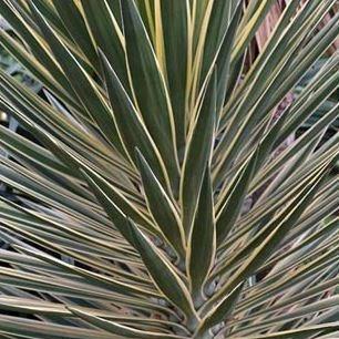 Yucca elephantipes Variegata in the GardenTags plant encyclopedia Variegated Giant Yucca in the GardenTags plant encyclopedia