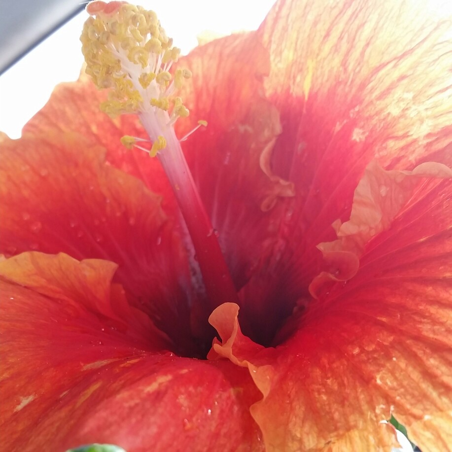 Hibiscus rosa-Sinensis Bimbos in the GardenTags plant encyclopedia Hibiscus Bimbo in the GardenTags plant encyclopedia
