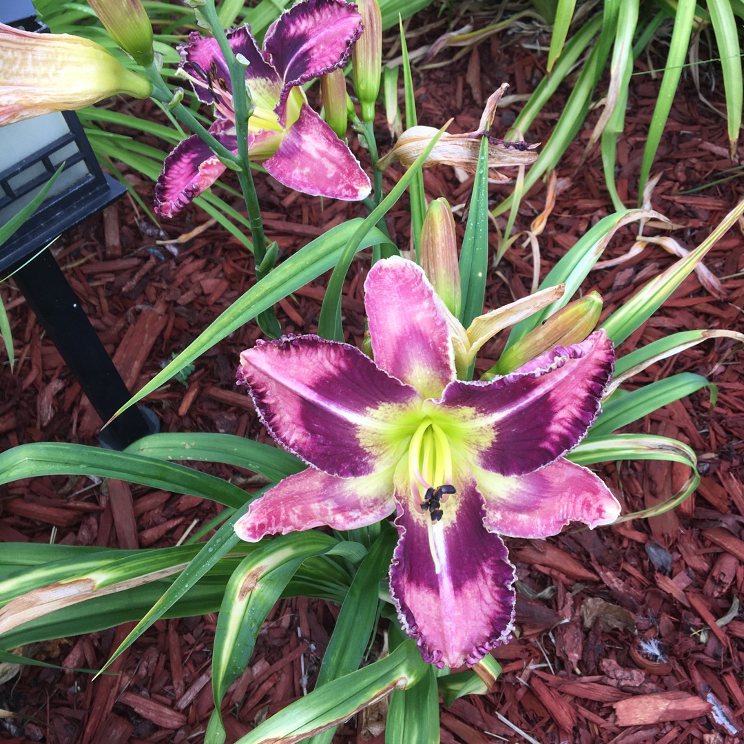 Hemerocallis Spacecoast Behavior Pattern in the GardenTags plant encyclopedia Daylily Spacecoast Behavior Pattern in the GardenTags plant encyclopedia