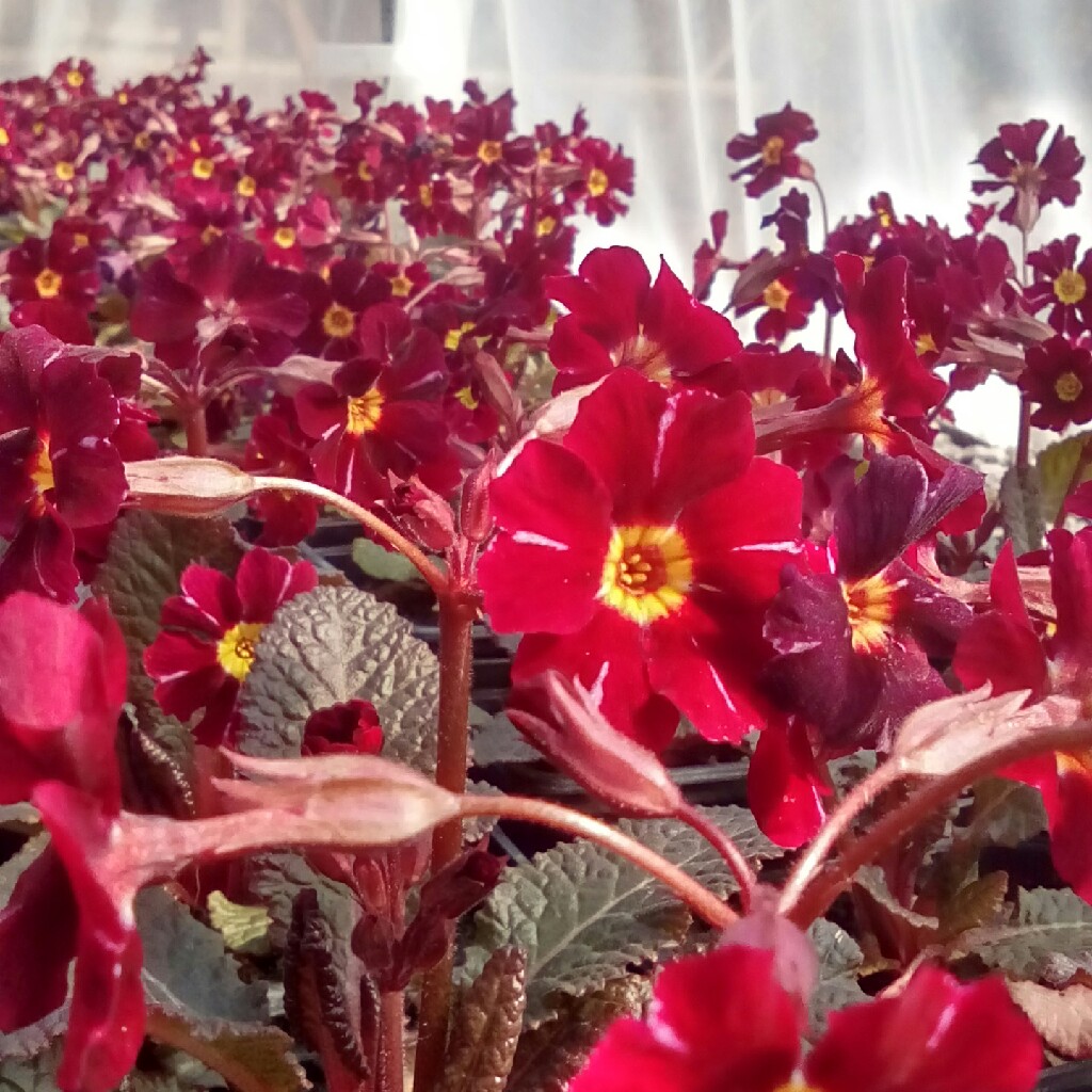 Primula vulgaris Blarney Castle Red in the GardenTags plant encyclopedia Primrose Blarney Castle Red in the GardenTags plant encyclopedia