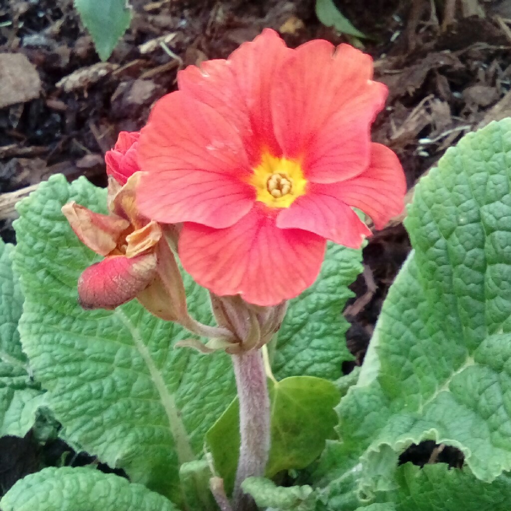 Primula Don Keefe in the GardenTags plant encyclopedia Primula Don Keefe in the GardenTags plant encyclopedia