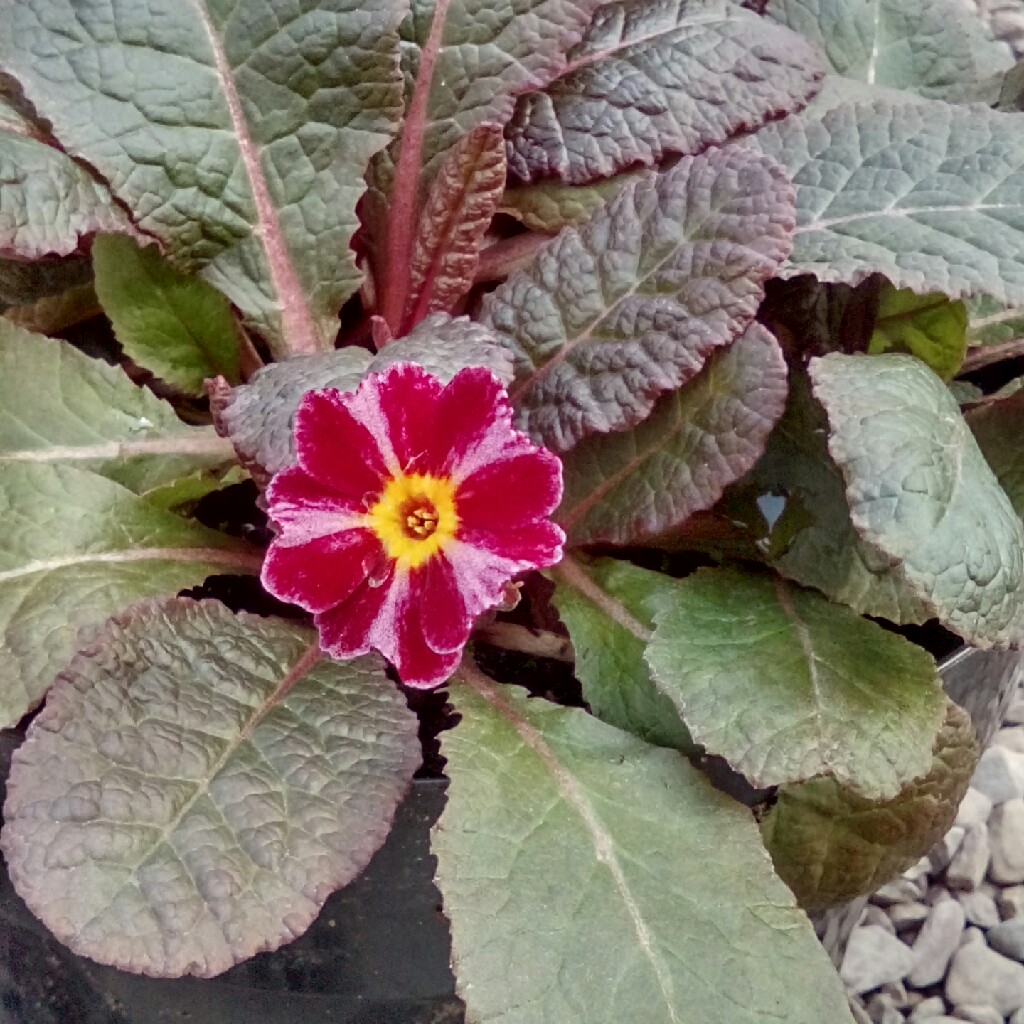 Primula Julius Caesar in the GardenTags plant encyclopedia Primrose Julius Caesar in the GardenTags plant encyclopedia