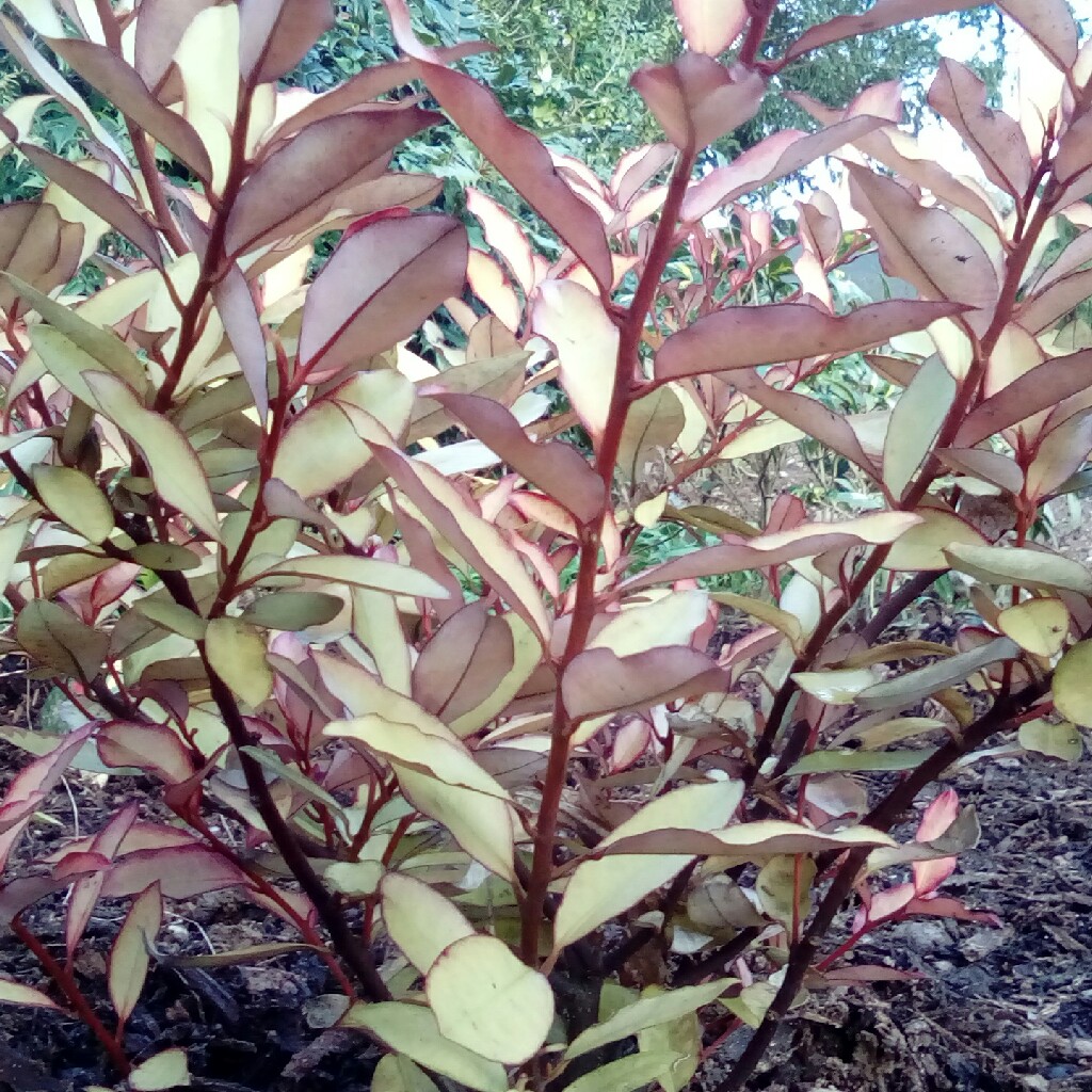 Pseudowintera Colorata Marjorie Congreve in the GardenTags plant encyclopedia New Zealand Pepper Tree Marjorie Congeve in the GardenTags plant encyclopedia
