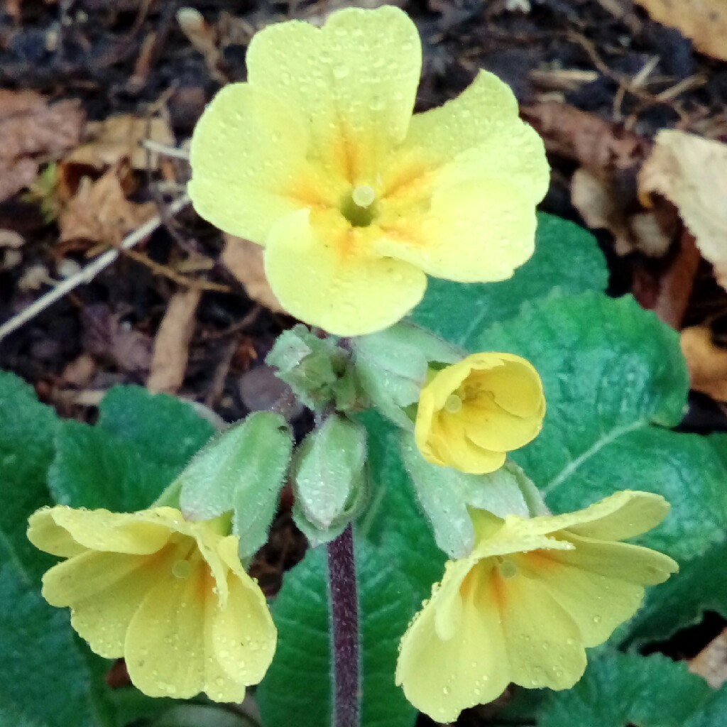 Primula veris June Blake in the GardenTags plant encyclopedia Primrose June Blake in the GardenTags plant encyclopedia
