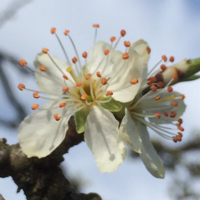 Prunus domestica subsp. italica in the GardenTags plant encyclopedia Greengage in the GardenTags plant encyclopedia