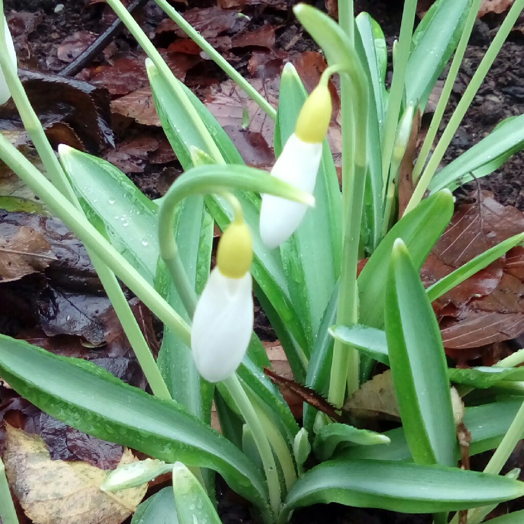 Galanthus plicatus Wendys Gold in the GardenTags plant encyclopedia Snowdrop Wendys Gold in the GardenTags plant encyclopedia
