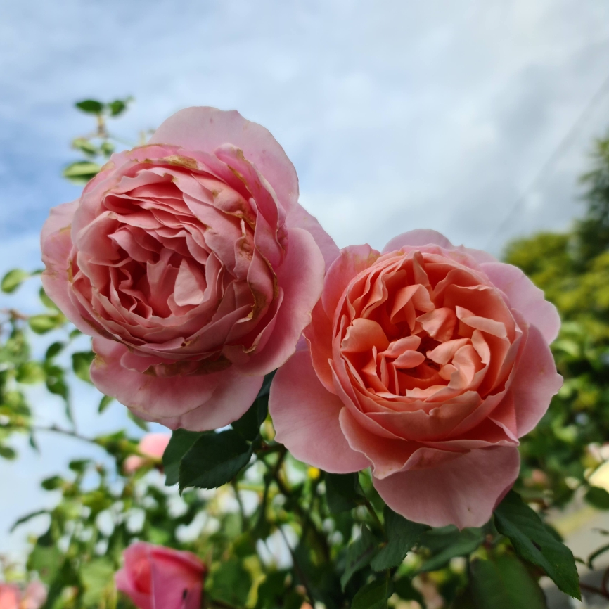 Rosa Heidis Wedding Rose in the GardenTags plant encyclopedia Rose Heidis Wedding Rose (Shrub) in the GardenTags plant encyclopedia