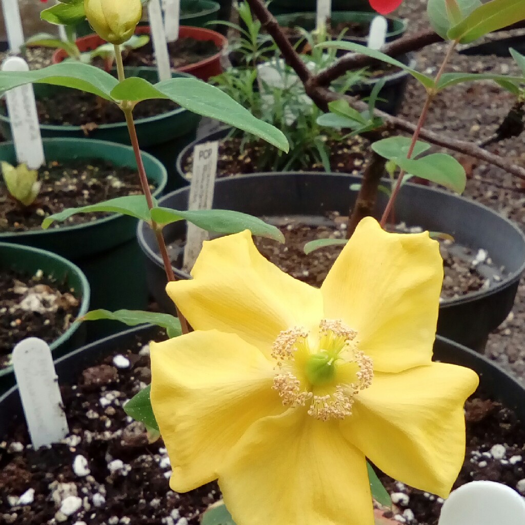 Hypericum Rowallane hybrid in the GardenTags plant encyclopedia St Johns wort Rowallane in the GardenTags plant encyclopedia
