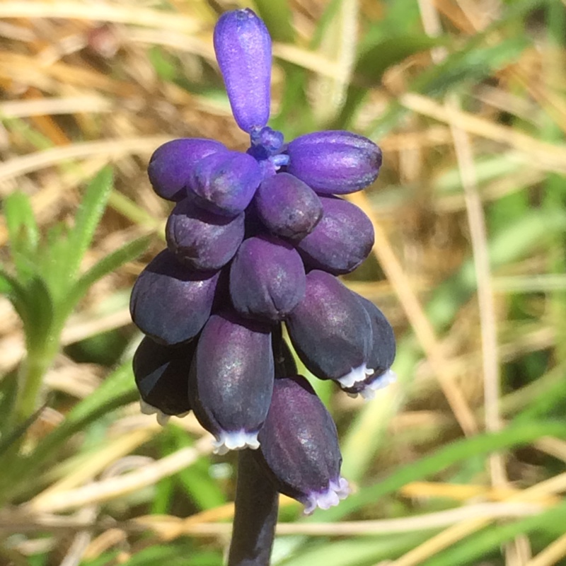 Muscari neglectum in the GardenTags plant encyclopedia Grape Hyacinth (Species) Wild Grape Hyacinth in the GardenTags plant encyclopedia