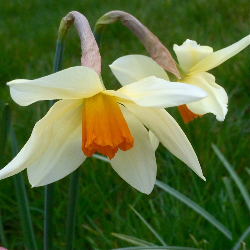 Narcissus Lucifer in the GardenTags plant encyclopedia Daffodil Lucifer (Large-cupped) in the GardenTags plant encyclopedia