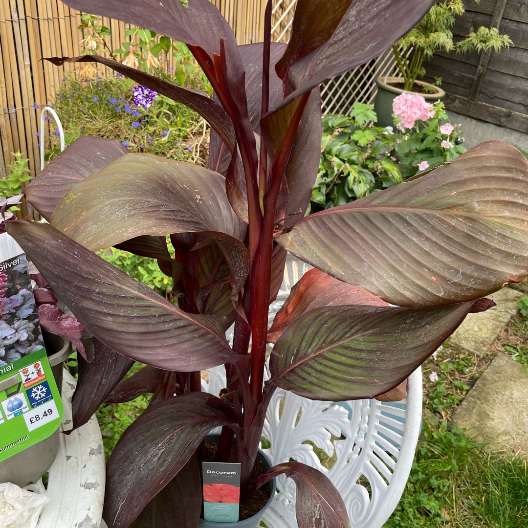 Canna Red Velvet syn. Canna Velvet Red in the GardenTags plant encyclopedia Canna Red Velvet in the GardenTags plant encyclopedia