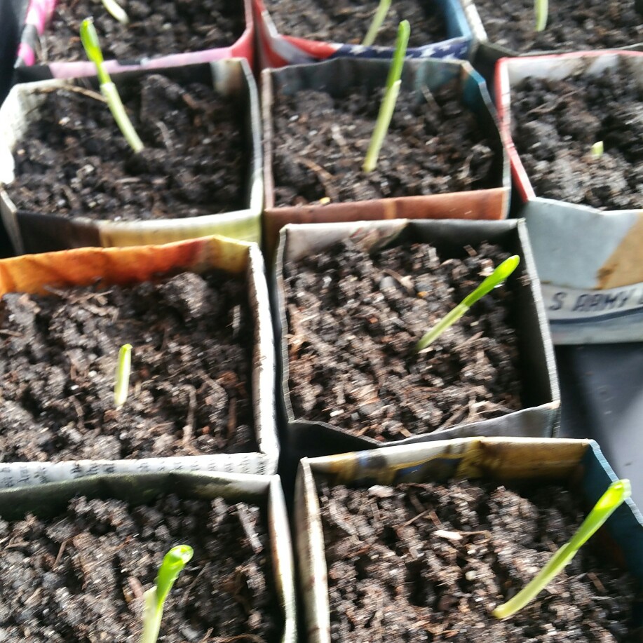 Zea mays Conqueror in the GardenTags plant encyclopedia Sweet Corn Conqueror in the GardenTags plant encyclopedia