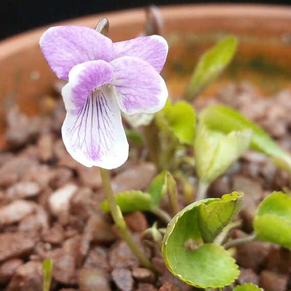 Viola Jooi in the GardenTags plant encyclopedia Transylvanian Violet in the GardenTags plant encyclopedia