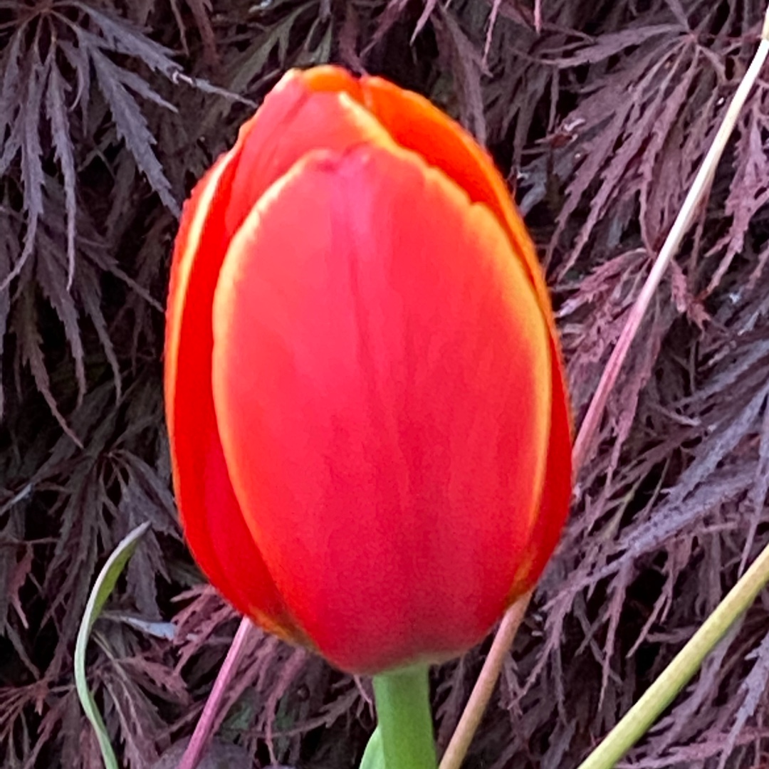 Tulipa Ad Rem in the GardenTags plant encyclopedia Tulip Ad Rem (Darwin Hybrid) in the GardenTags plant encyclopedia