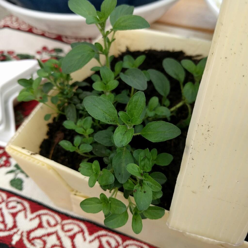 Origanum vulgare Compactum in the GardenTags plant encyclopedia Compact Marjoram in the GardenTags plant encyclopedia