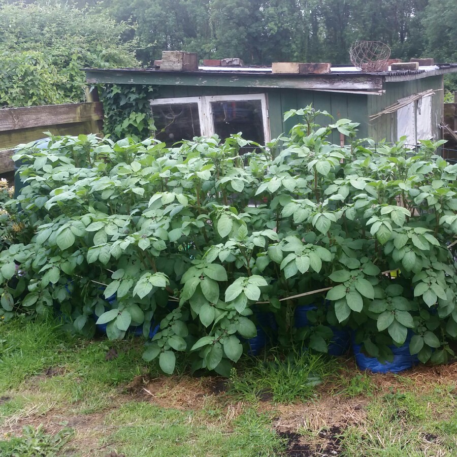 Solanum tuberosum Apache in the GardenTags plant encyclopedia Potato Apache in the GardenTags plant encyclopedia