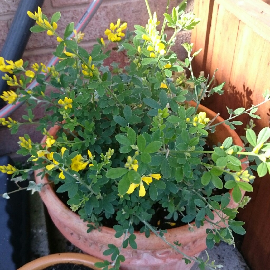 Genista Porlock syn. Cytisus Porlock in the GardenTags plant encyclopedia Broom Porlock in the GardenTags plant encyclopedia