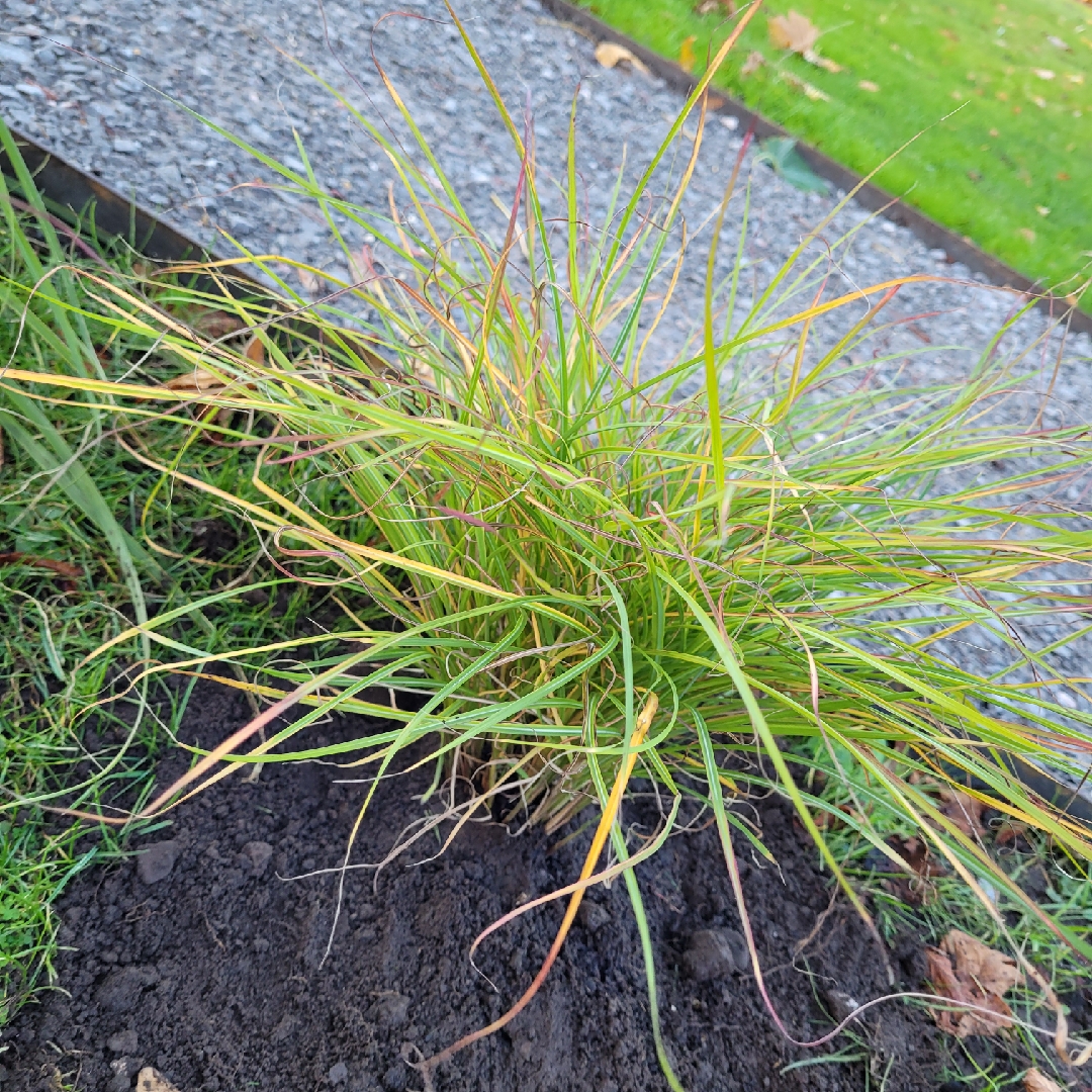 Miscanthus sinensis Cute One in the GardenTags plant encyclopedia Silver Grass Cute One in the GardenTags plant encyclopedia