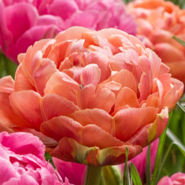 Tulipa Copper Image in the GardenTags plant encyclopedia Tulip Copper Image (Double Late) in the GardenTags plant encyclopedia