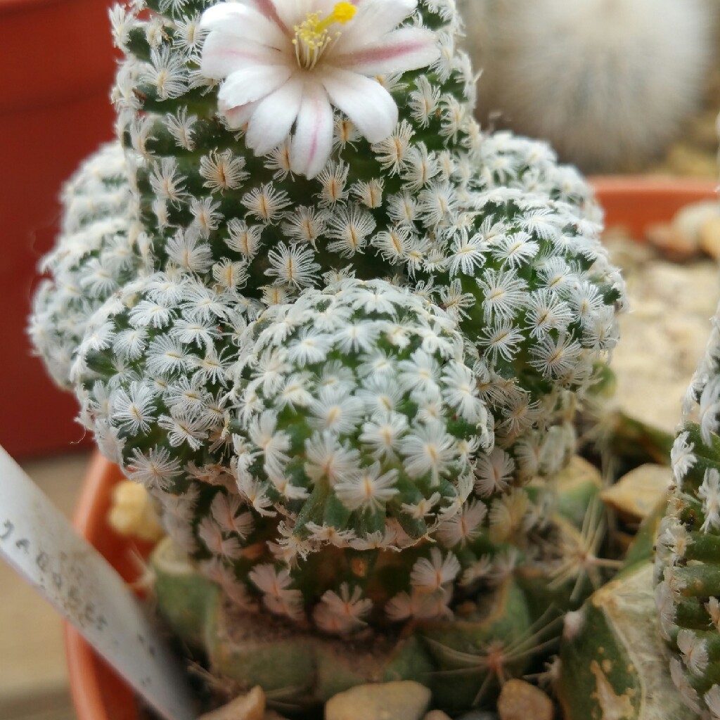 Mammillaria sanchez-mejorada in the GardenTags plant encyclopedia