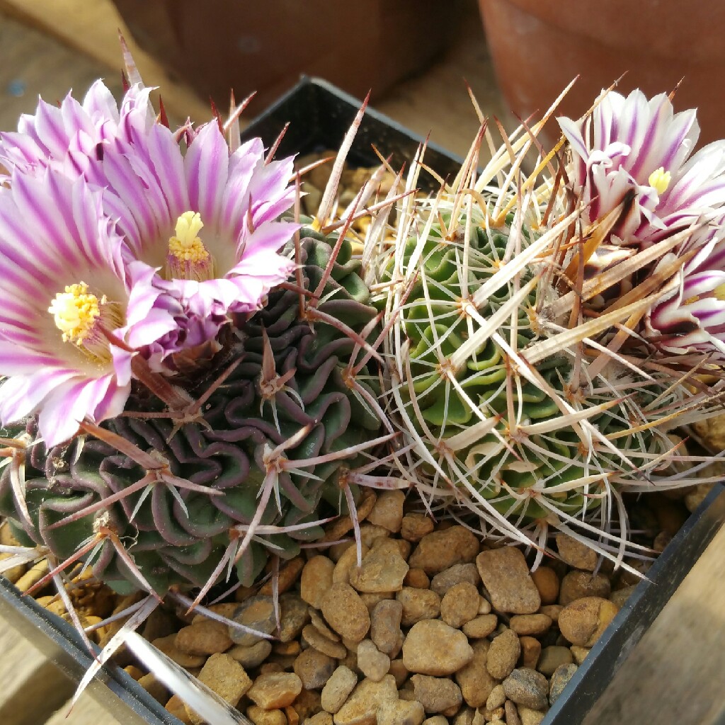 Echinofossulocactus arrigens in the GardenTags plant encyclopedia Echinofossulocactus arrigens in the GardenTags plant encyclopedia