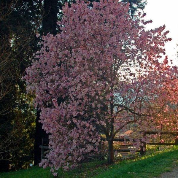 Star magnolia in the GardenTags plant encyclopedia