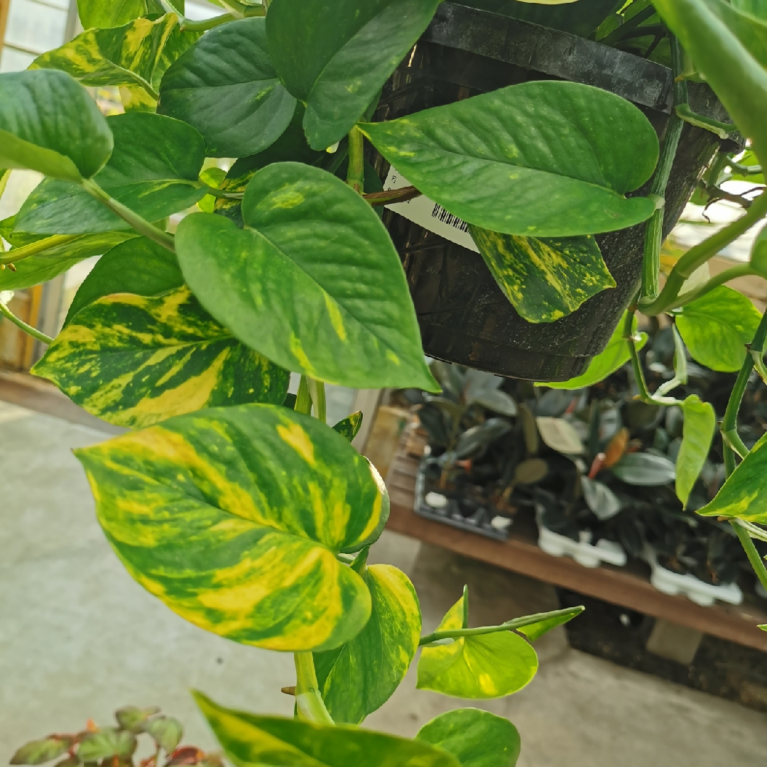 Epipremnum aureum Hawaiian in the GardenTags plant encyclopedia Epipremnum Hawaiian in the GardenTags plant encyclopedia