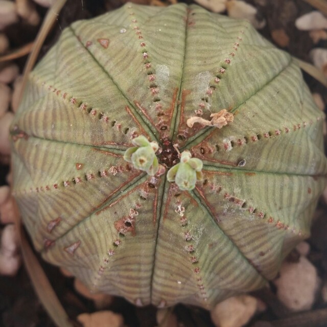 Euphorbia Obesa in the GardenTags plant encyclopedia Baseball plant in the GardenTags plant encyclopedia