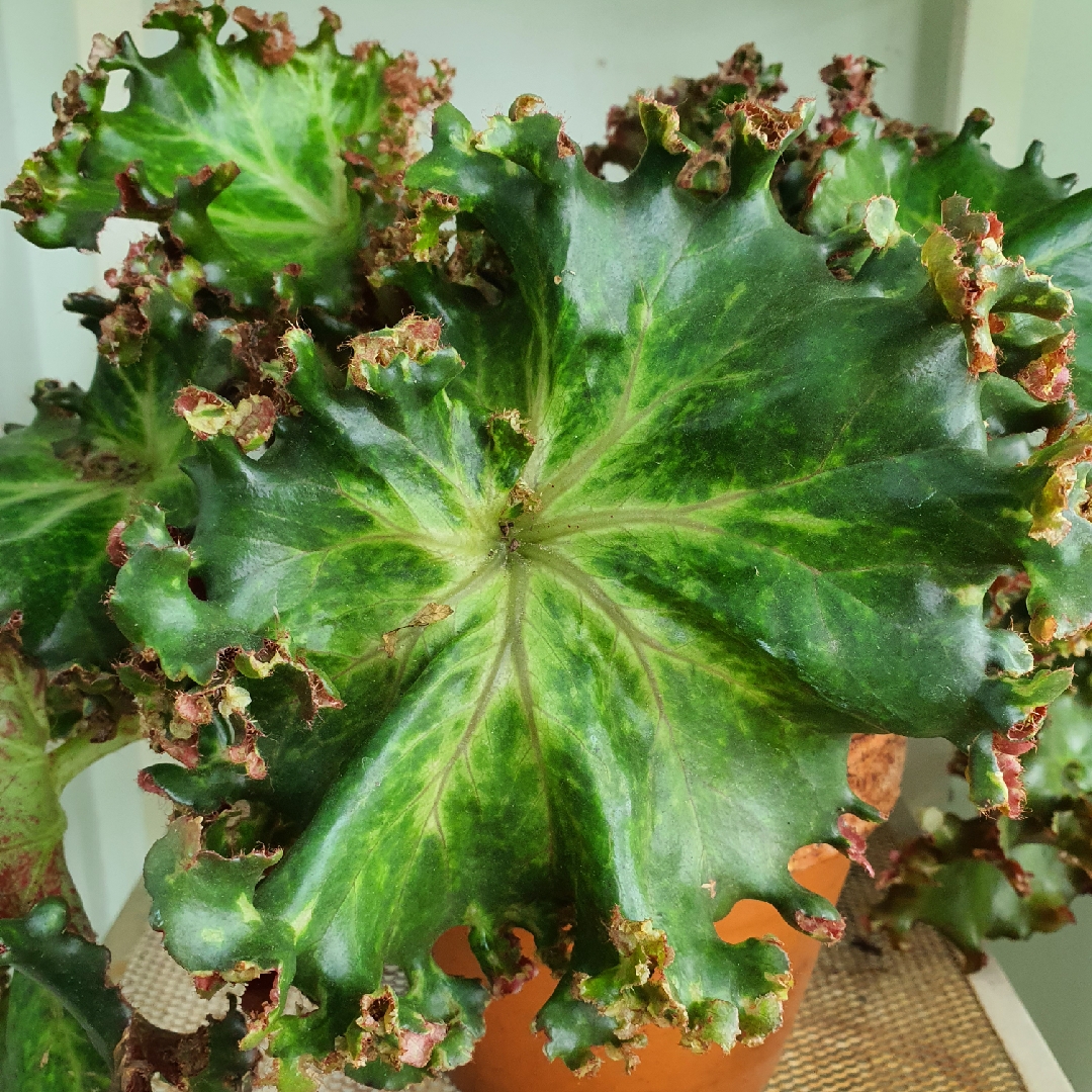 Begonia x bunchii in the GardenTags plant encyclopedia Lettuce Leaf Begonia in the GardenTags plant encyclopedia