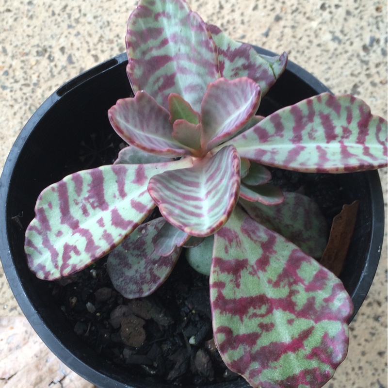 Kalanchoe Humilis in the GardenTags plant encyclopedia Kalanchoe Gremlin in the GardenTags plant encyclopedia