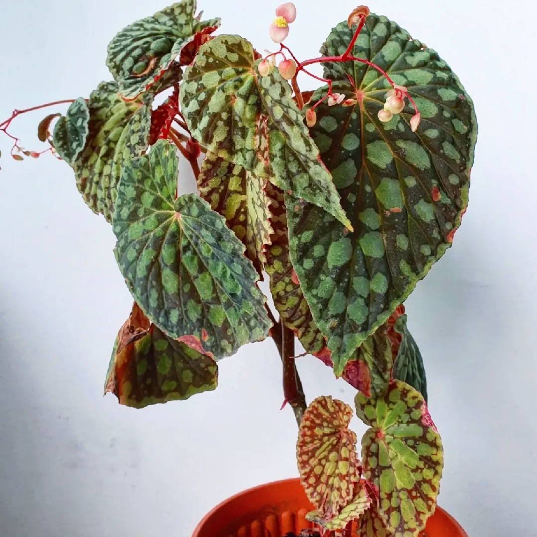 Begonia chlorosticta in the GardenTags plant encyclopedia Begonia chlorosticta in the GardenTags plant encyclopedia