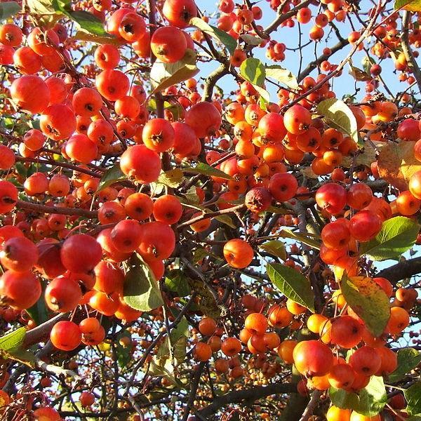 Malus Evereste in the GardenTags plant encyclopedia Crab Apple Evereste in the GardenTags plant encyclopedia