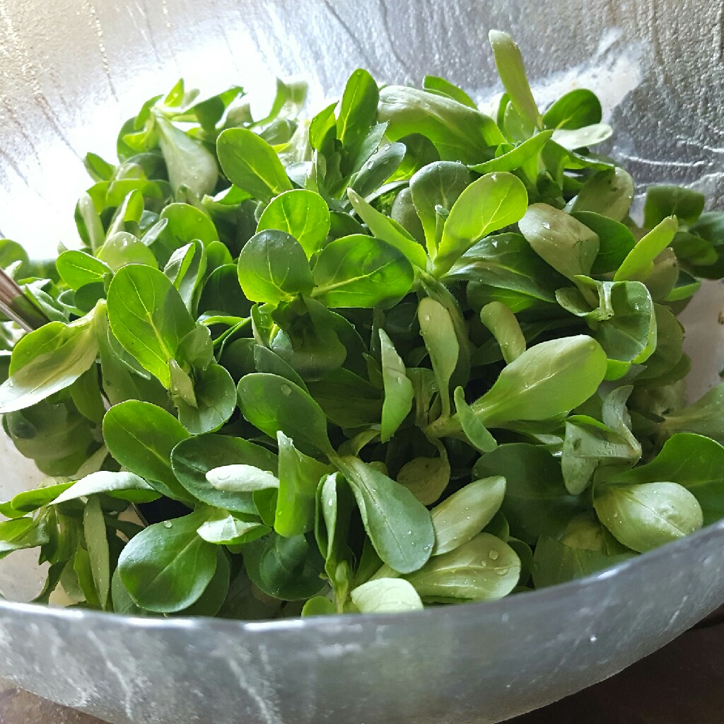 Valerianella locusta in the GardenTags plant encyclopedia Lambs Lettuce in the GardenTags plant encyclopedia