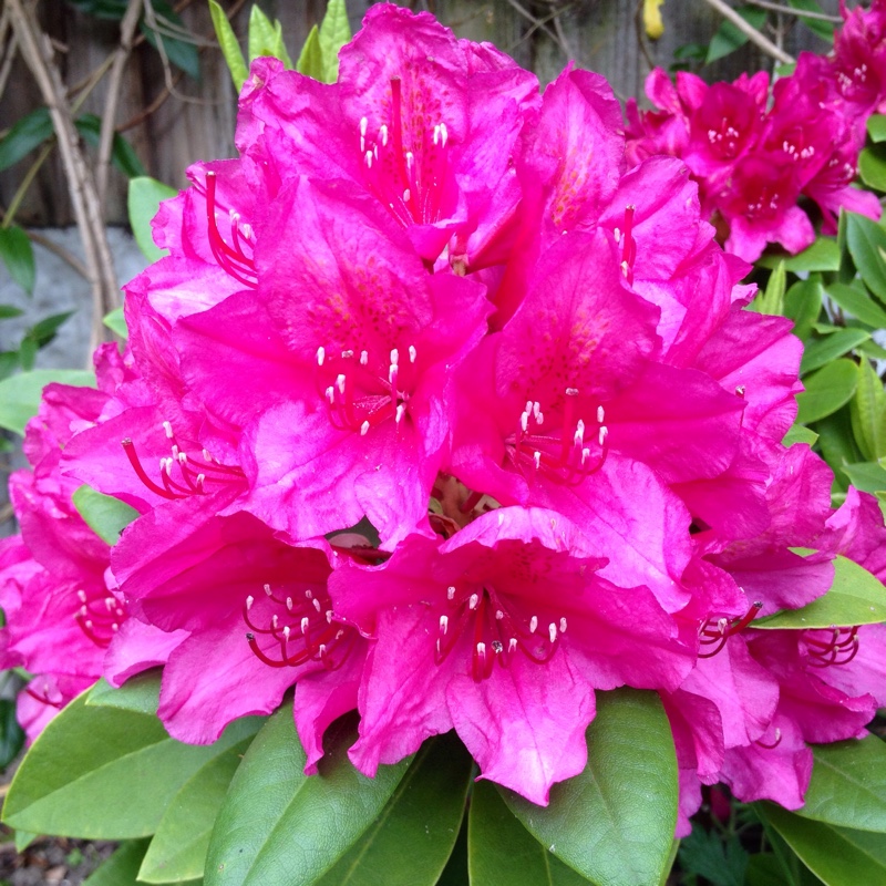 Rhododendron Dr H.C Dresselhuys in the GardenTags plant encyclopedia Rhododendron Dr H.C Dresselhuys in the GardenTags plant encyclopedia