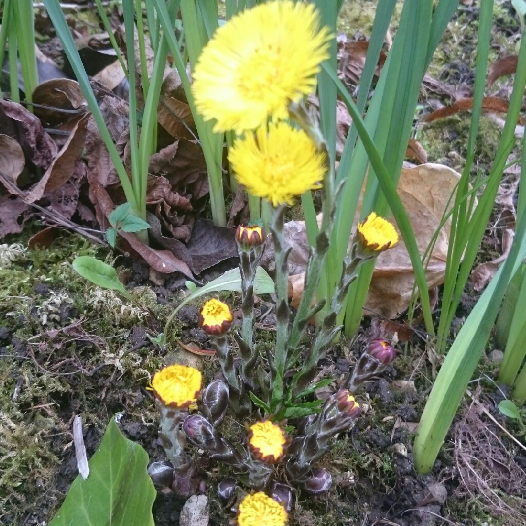 Tussilago farfara in the GardenTags plant encyclopedia Coltsfoot in the GardenTags plant encyclopedia