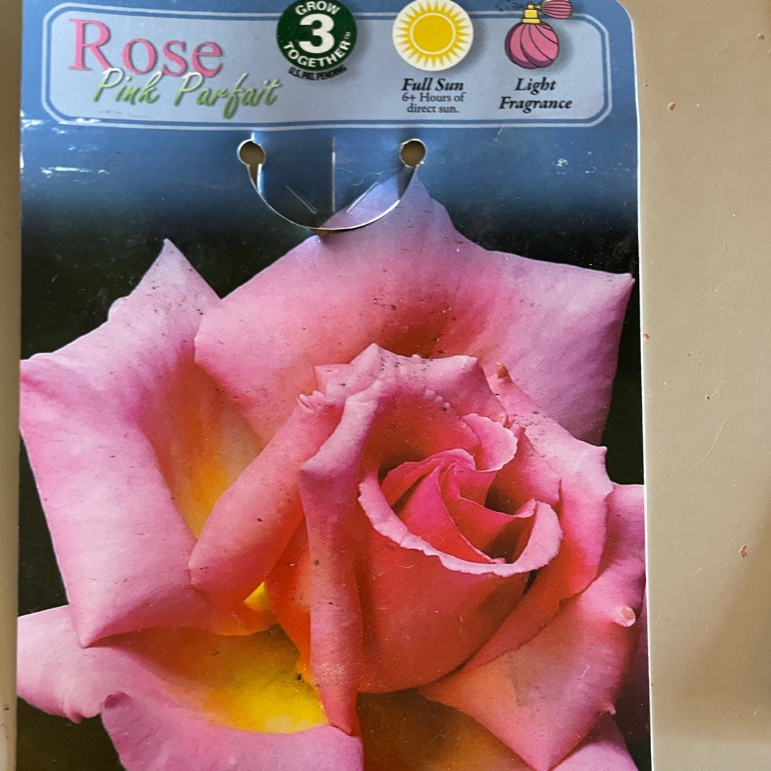 Rosa Pink Parfait in the GardenTags plant encyclopedia Rose Pink Parfait (Floribunda) in the GardenTags plant encyclopedia