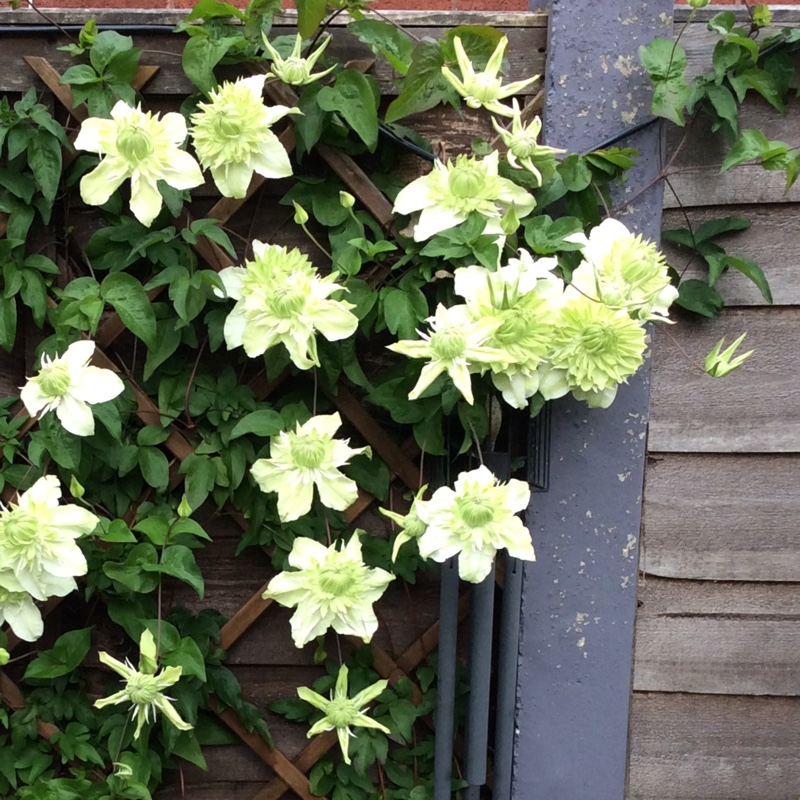 Clematis florida Alba plena in the GardenTags plant encyclopedia Clematis Alba plena in the GardenTags plant encyclopedia