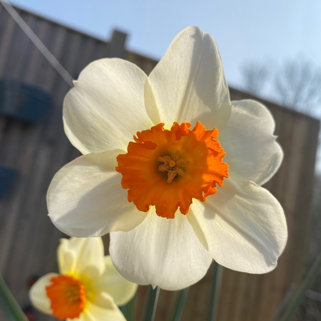 Narcissus Barrett Browning in the GardenTags plant encyclopedia Daffodil Barrett Browning (Small-cupped) in the GardenTags plant encyclopedia