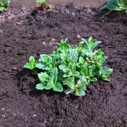 Speedwell Christy in the GardenTags plant encyclopedia