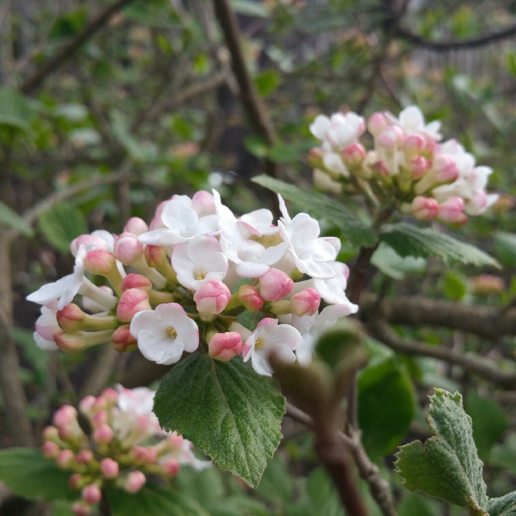 Viburnum carlesii Marlou in the GardenTags plant encyclopedia Koreanspice Viburnum Marlou in the GardenTags plant encyclopedia