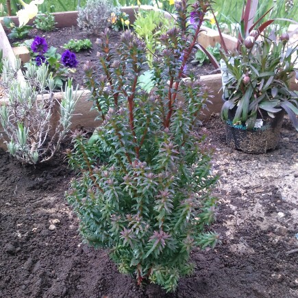 Chamaecyparis thyoides Rubicon in the GardenTags plant encyclopedia Southern White Cedar Rubicon in the GardenTags plant encyclopedia