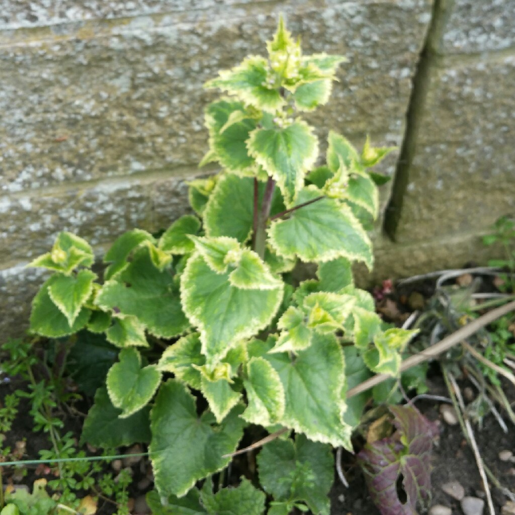 Lunaria annua var. albiflora Alba Variegata in the GardenTags plant encyclopedia White-flowered Honesty Alba Variegata in the GardenTags plant encyclopedia