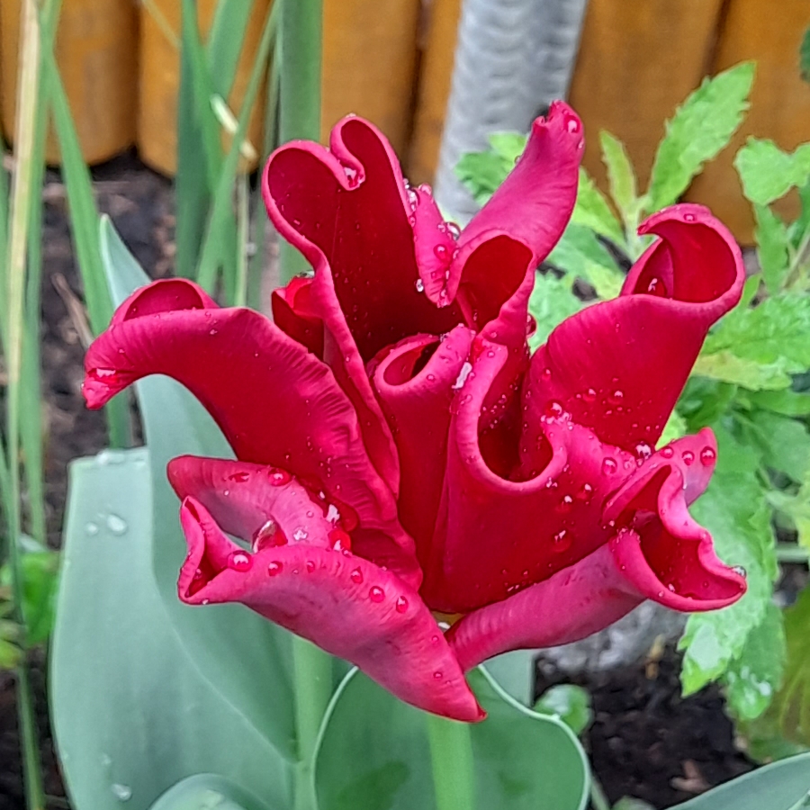 Tulipa Red Dress in the GardenTags plant encyclopedia Tulip Red Dress (Coronet) in the GardenTags plant encyclopedia